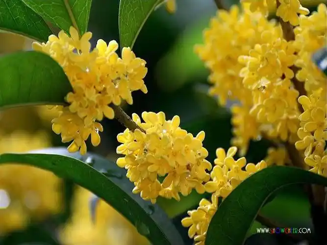 这样也能行,小强!真是田菜!