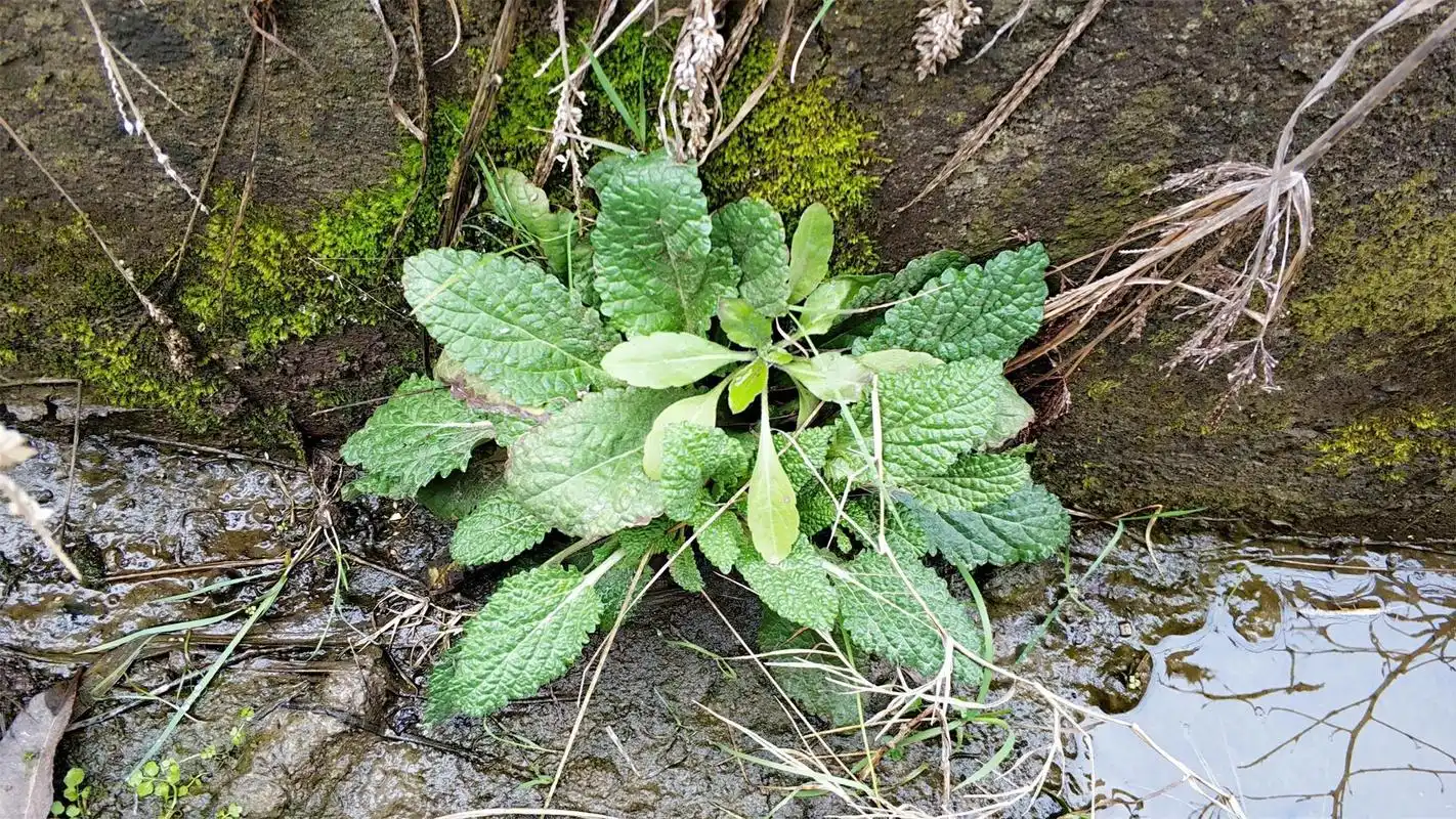 农村茅厕边的"丑草",过去是穷苦人的救命菜,如今晒干7元一斤_癞蛤蟆