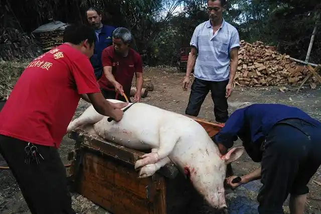 原创又到了一年杀年猪时,杀猪匠生意火爆,你家还有肥猪可杀吗?