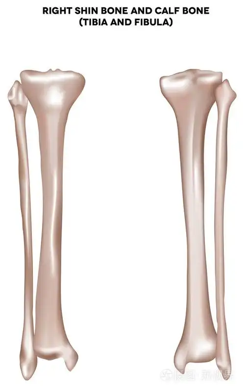 小腿骨和小腿骨(胫骨和腓骨)