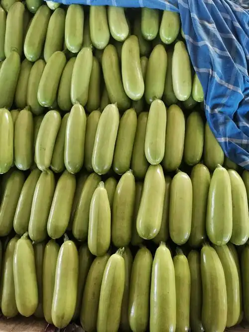 聊城产地绿皮西葫芦大量供货,颜色绿瓜条长.