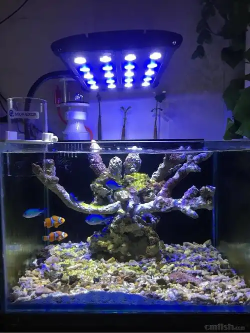 玩个海藻红树缸