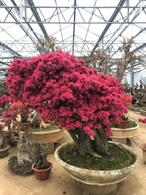 花总管 商品名称:杜鹃老桩万紫千红杜鹃大型杜鹃家庭室内外摆放观赏