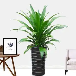 青云直上室内大盆栽耐阴办公室绿植客厅走廊办公前台绿植盆栽花卉