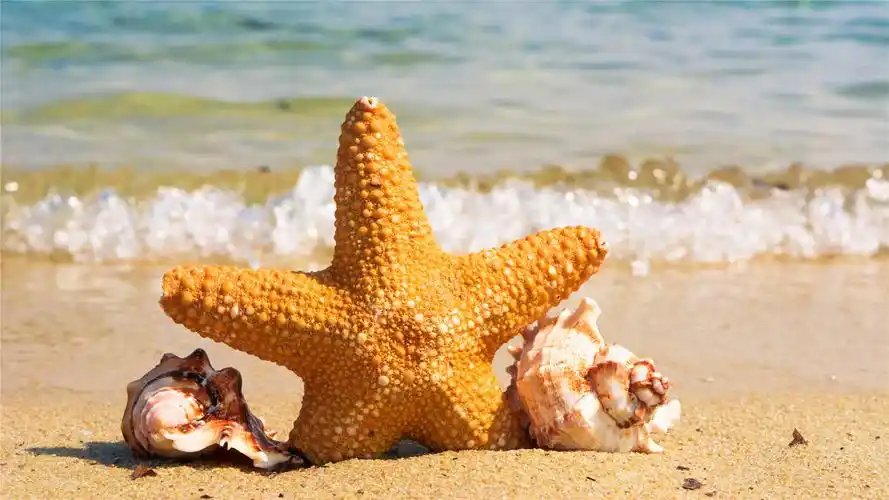 海洋沙滩海星高清桌面壁纸
