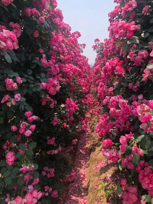 10 这个周末数百亩玫瑰花园已盛放,新沙岛变成"爱情岛",为爱出发!