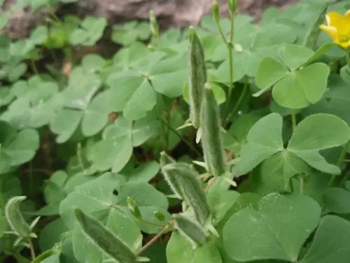 是三叶草的果实