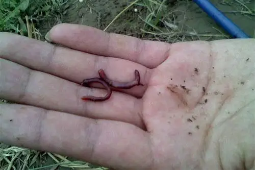 为什么蚯蚓截成两半还能活