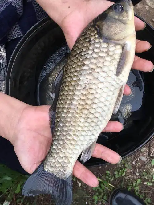 中科3号鲫鱼