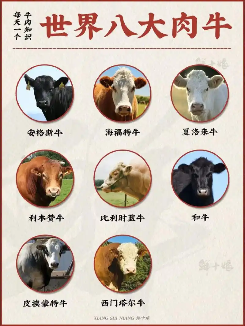 你知道你吃的牛什么品种,产自 - 抖音