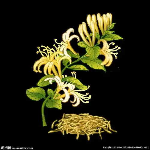 10共享分举报收藏立即下载×关 键 词:金银花 金银花海报 金银花素材