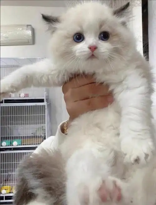 纯种家养布偶猫幼猫 自家繁育胖乎品相好,超萌可爱,能吃能喝能拉能睡