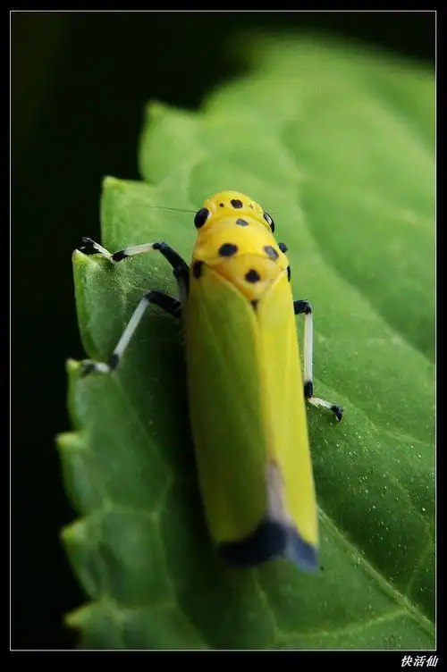 黑尾叶蝉