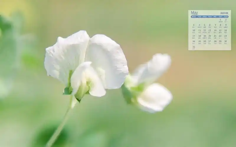 2021年5月护眼绿色植物小清新图片日历