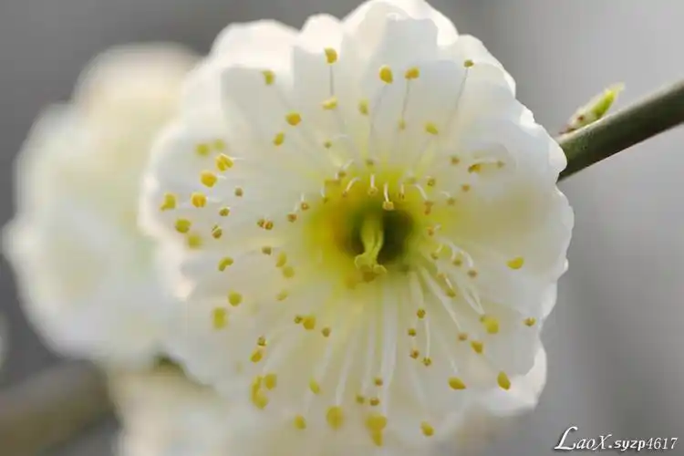 微距-梅花花蕊2