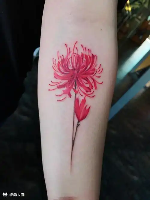 小臂内侧彼岸花_纹身图案手稿图片_瞳的纹身作品集