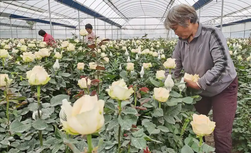 商水玫瑰种植花香四溢