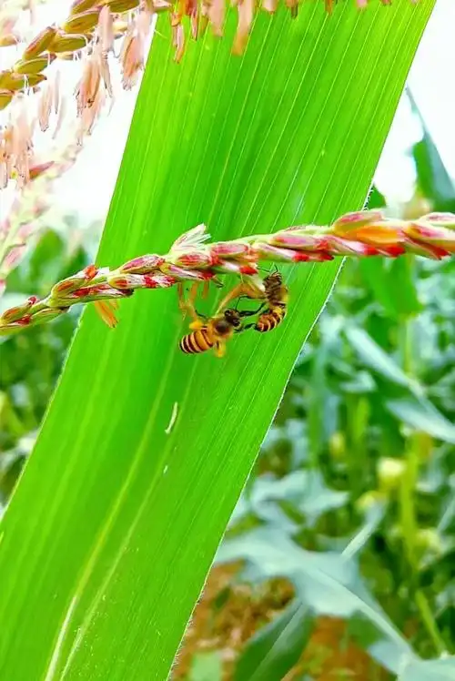 忙碌的小蜜蜂在给玉米花授粉耐心虽苦成果却甜