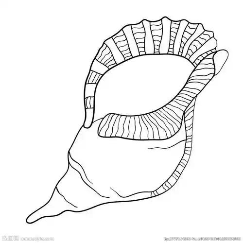 手绘海螺矢量素材海螺简笔画就分享到这里,了解更多海螺简笔画,海螺简