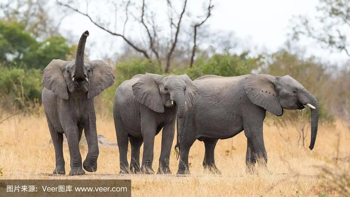 三只大象在南非克鲁格公园的水坑里喝水