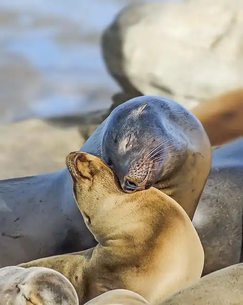 【图片8】亲昵的海狮--蜂鸟论坛照片套图