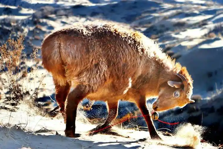 听说新疆的羊肉最好吃,你有吃过北疆的阿勒泰大尾羊吗?