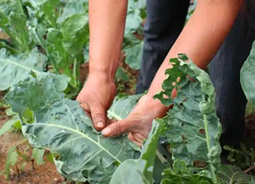 唯珍,以零添加打造有机生态农业高端蔬菜产业