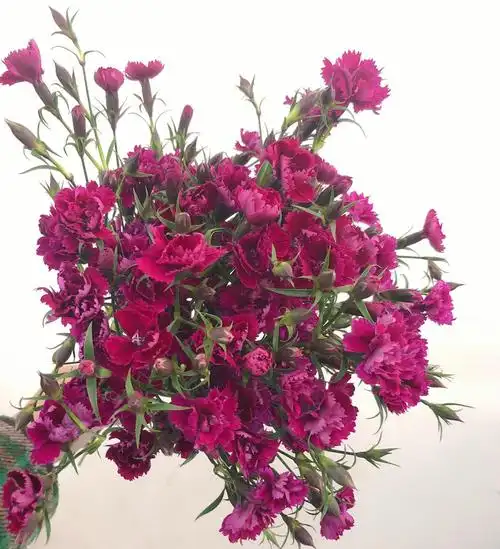 重瓣石竹梅～感觉就是一堆杂草丛生,不会再想回购