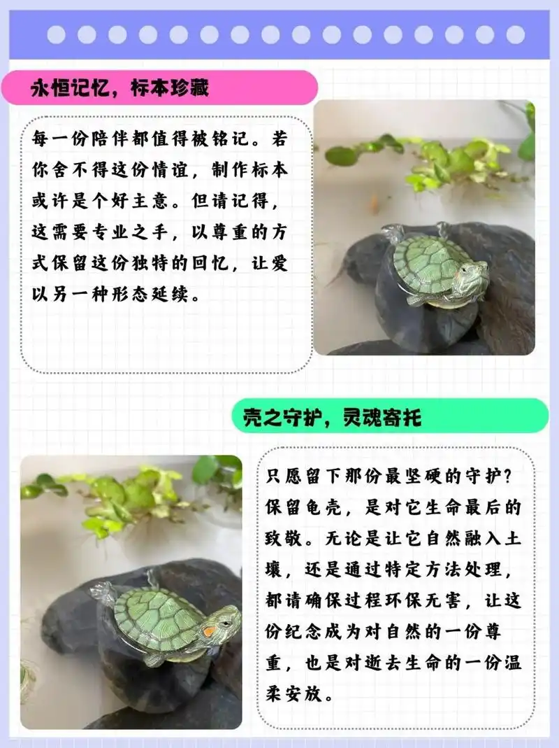 乌龟死亡的最佳处理方法 当您的乌龟不幸去世时,您可以选择以下几种