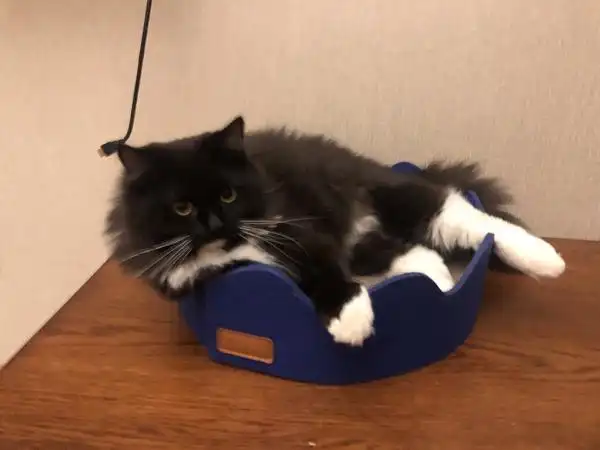 【讨论】想看看大家的黑色/黑白色长毛猫