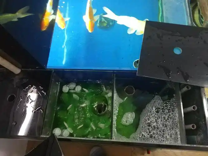 优化锦鲤地缸滴流过滤