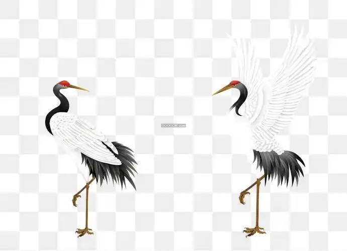 两只丹顶鹤形态各异挥舞翅膀单脚站立透明png素材