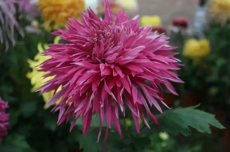 唐山福顺菊花国内品种(一)