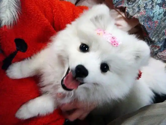 日本银狐犬japanesesplitz