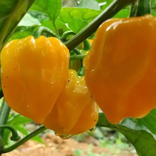 海南黄椒黄灯笼椒新鲜黄辣椒魔鬼椒蔬菜特辣辣椒 2500g 顺丰【图片