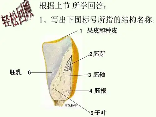 ppt 根据上节 所学回答: 1 果皮和种皮 1,写出下图标号所指的结构名称
