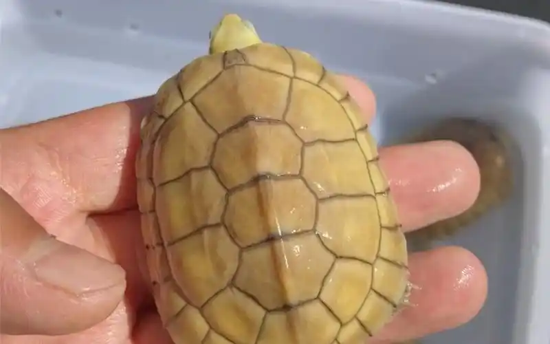 活动  黄喉小青龟,黄喉拟水龟,自家养殖场