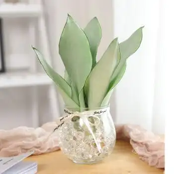 白玉兰水培植物盆栽虎皮兰室内绿植花卉客厅办公室三颗白玉花盆水培珠