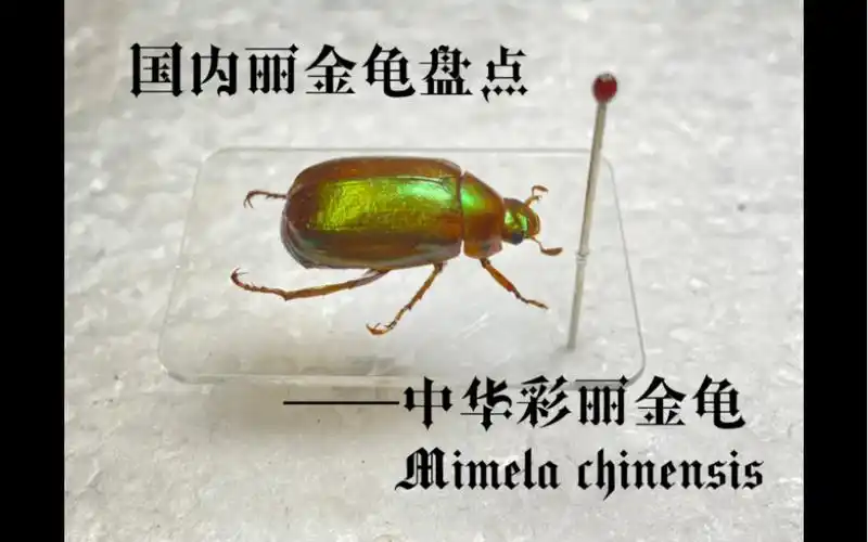 国产宝石金龟——中华彩丽金龟mimela chinensis