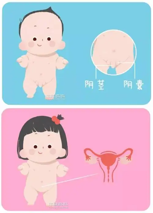 妈妈上厕所为什么会流血大人那里为啥会长毛糕妈是这么回答的