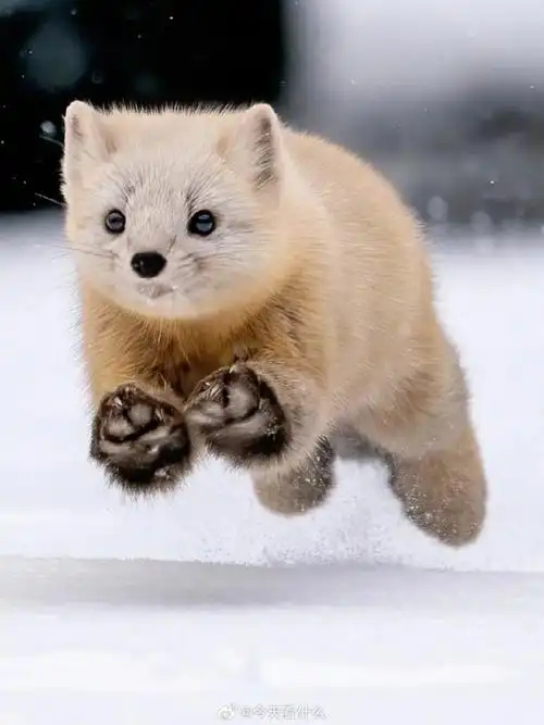 小型食肉动物##动物科普