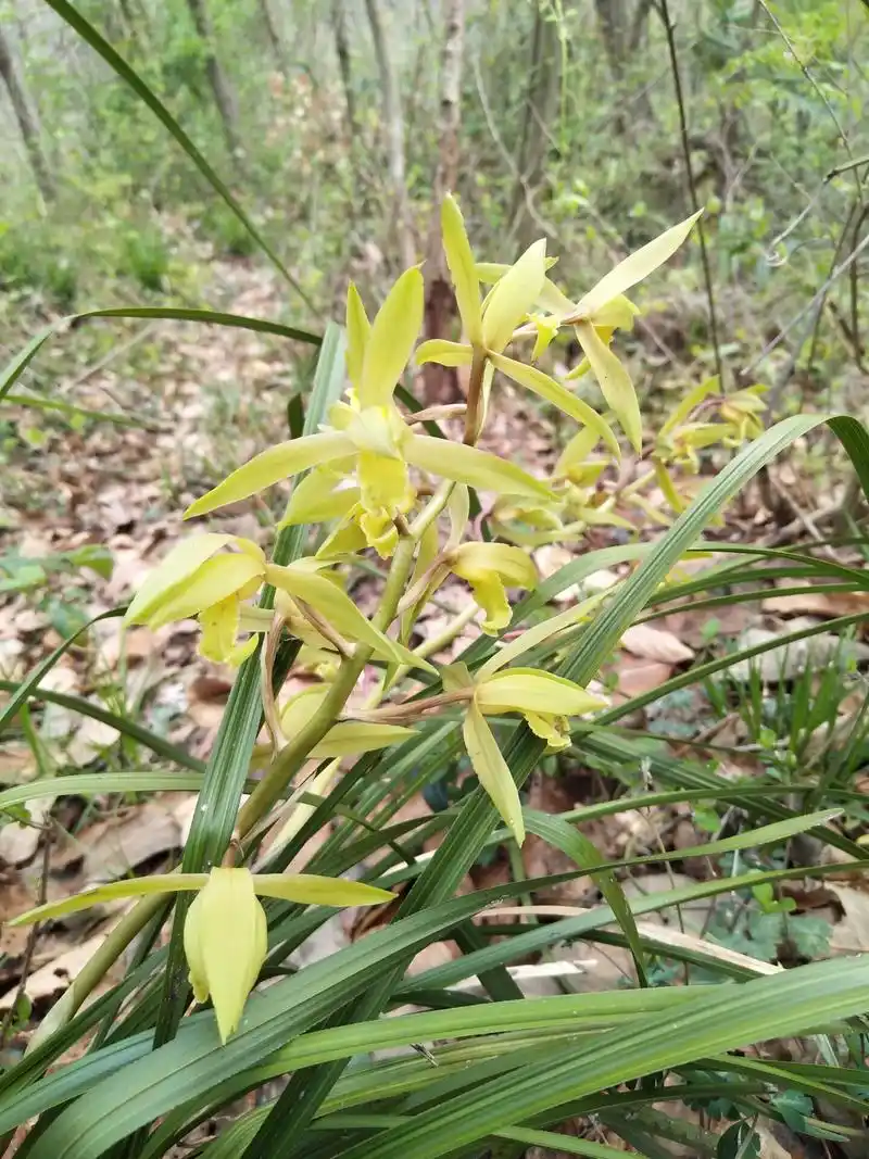 野生九头兰花又名蕙兰