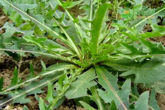 败酱草和蒲公英的区别有哪些?