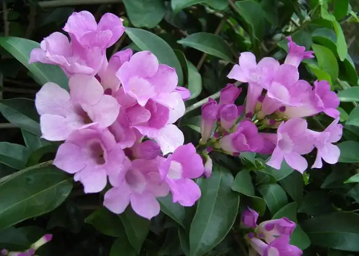 随拍花卉1500种(7)[本集100种]