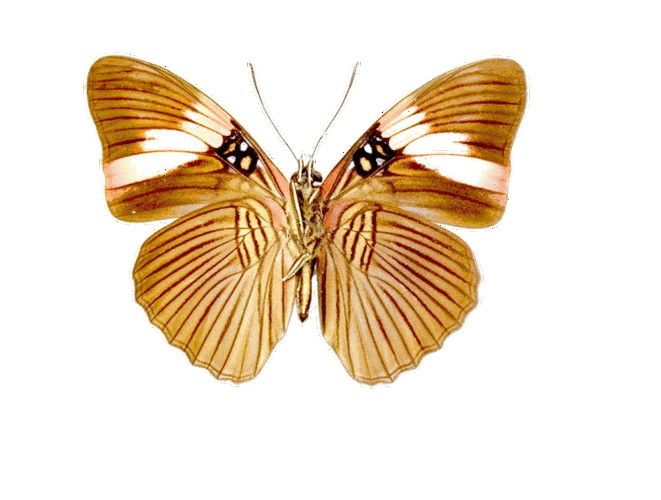 u5教程 蝴蝶飞起来 - 香山红叶 - 香山红叶