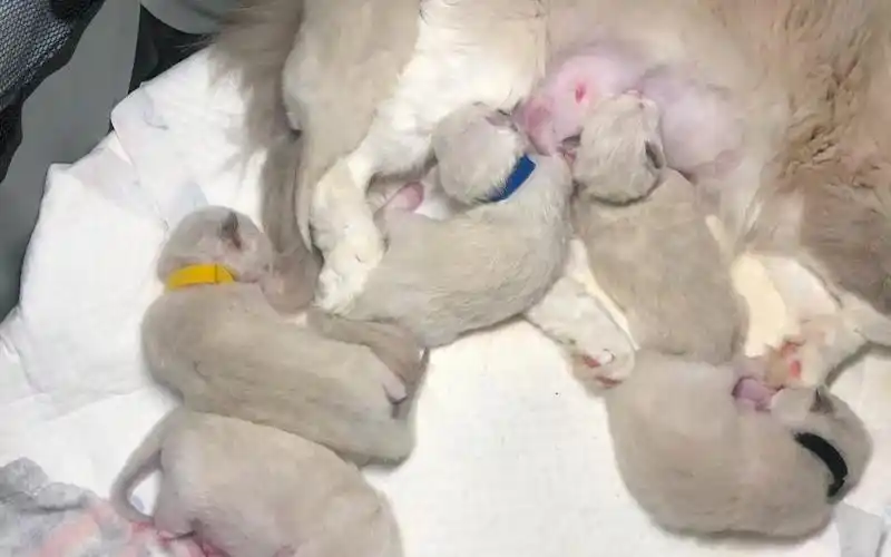 【布偶猫】出生第七天的小汤圆们