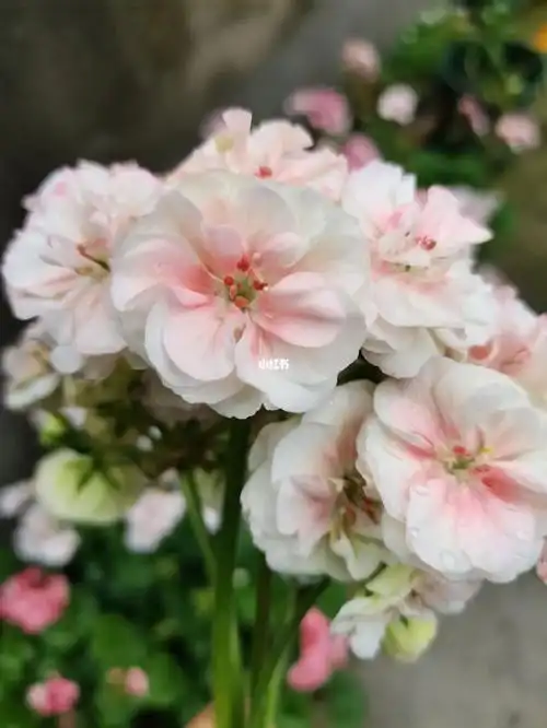 天竺葵国王吹爆这个配色太粉嫩太绝了