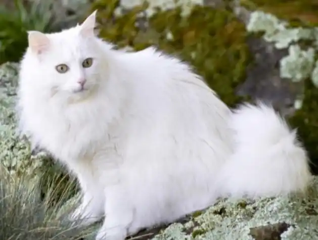 土耳其安卡拉猫介绍