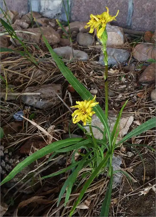 鸦葱(鸦葱的副作用与禁忌)