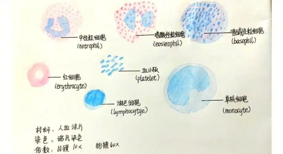 组胚截图作业血涂片中的细胞